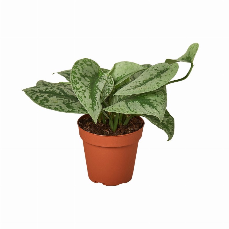 Pothos 'Silver Splash'