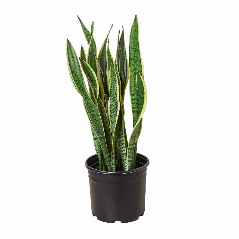 Snake Plant 'Laurentii'