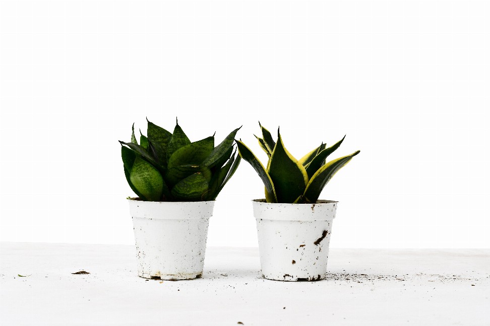 Snake Plant Variety Packs