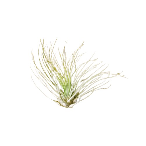 Tillandsia Air Plant Fuchsii