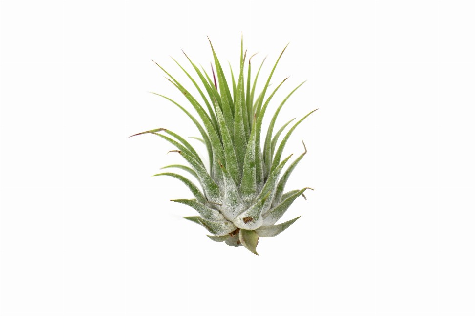 Tillandsia Air Plant Ionantha