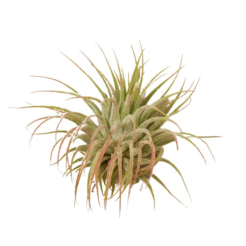 Tillandsia Air Plant Ionantha Guatemala