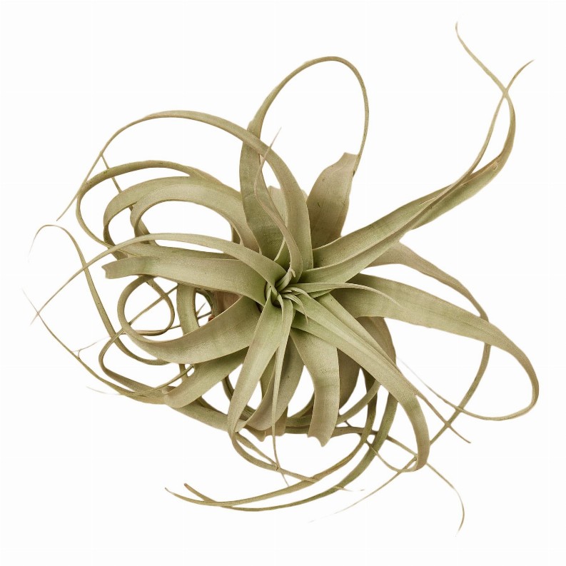 Tillandsia Air Plant Xerographica