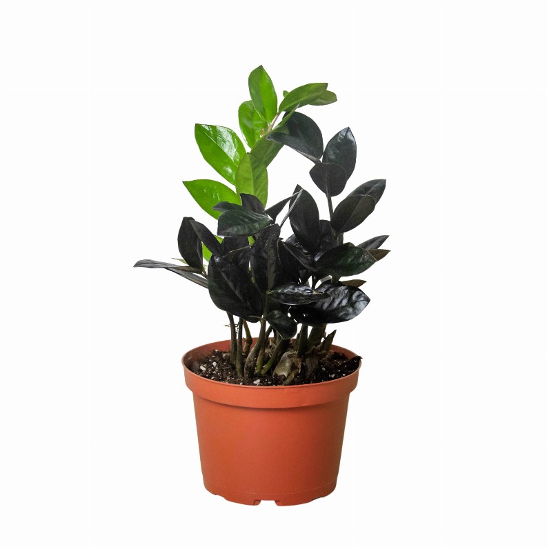 ZZ Zamioculcas 'Black Raven'