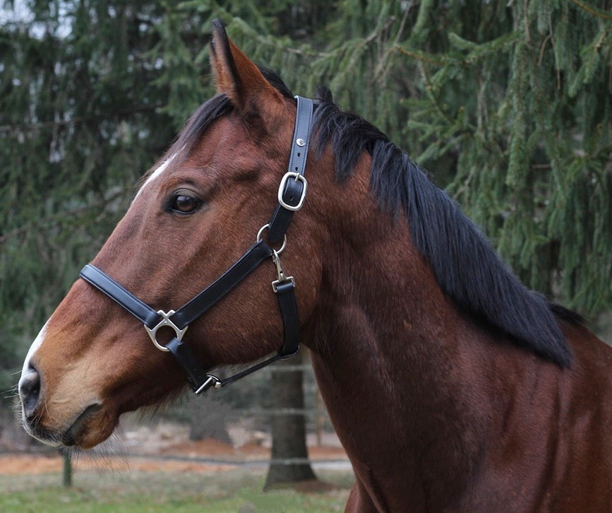 Henri de Rivel Everyday Halter  Horse  Black 