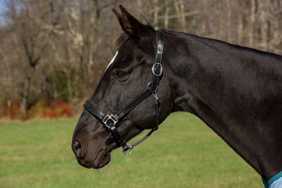 Henri de Rivel Pro Fancy Padded Rolled Throat Triple Stitched Halter  Horse  Black 