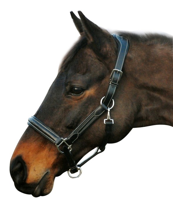 Henri de Rivel Stress Free Halter With Fancy Contrast Stitching  Pony  Black 