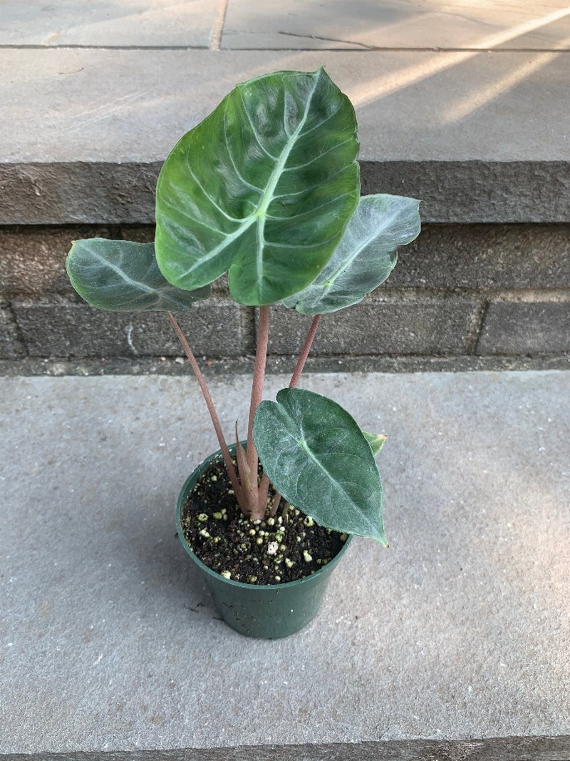 Alocasia Pink Dragon Leaf House Plant