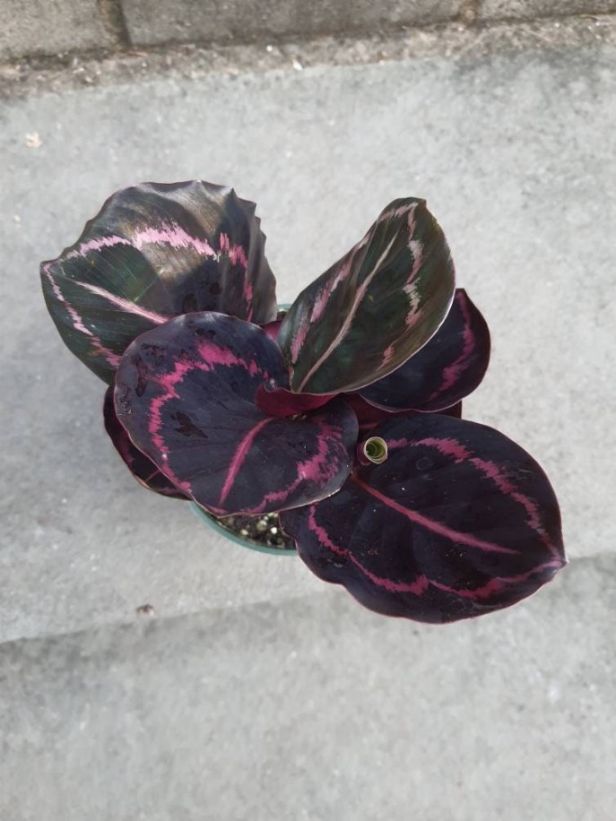 Calathea Mojo Pink And Black House Plant