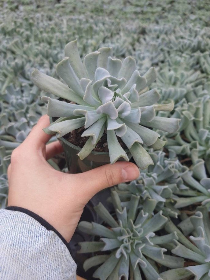 Echeveria Cubic Frost Live Succulent House Plant