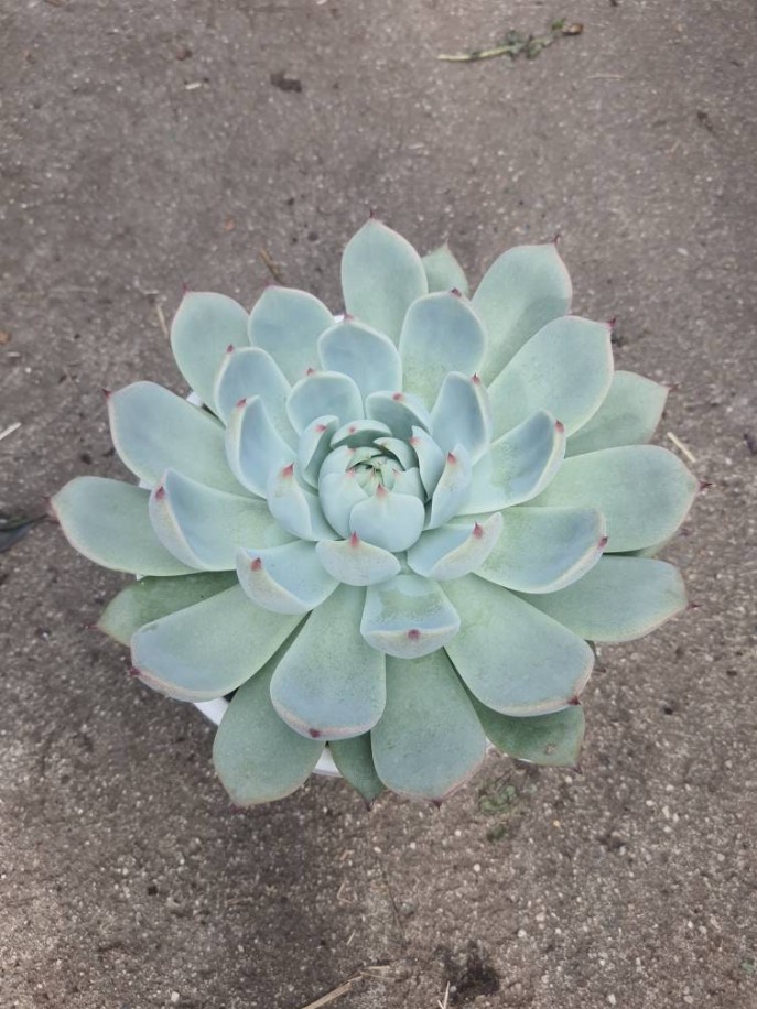 Echeveria Succulent Large Live Plant