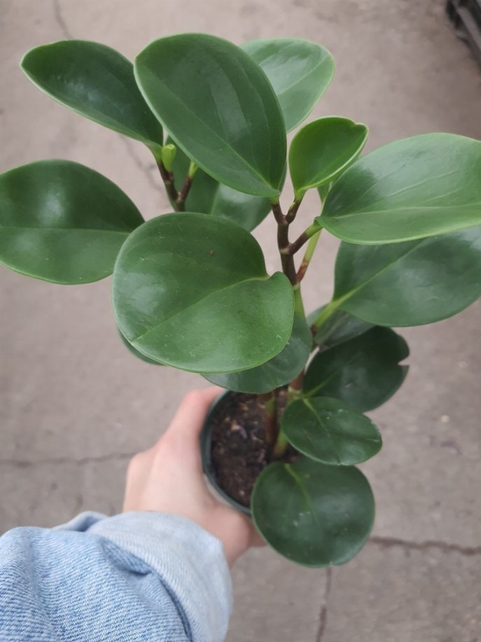 Green Peperomia Obtusifolia House Plant