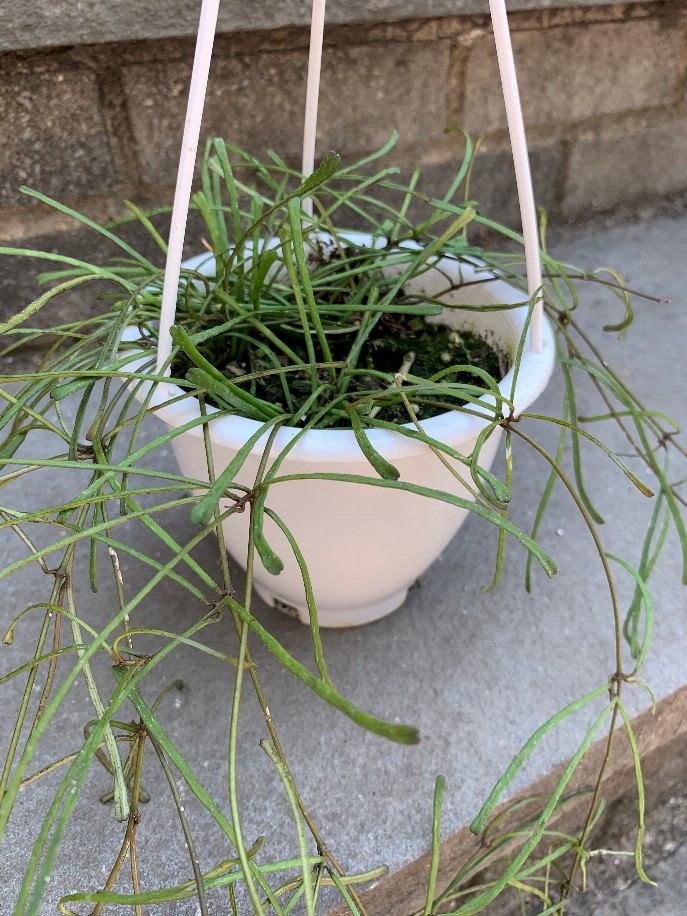 Hoya Retusa House Plant Hanging Basket