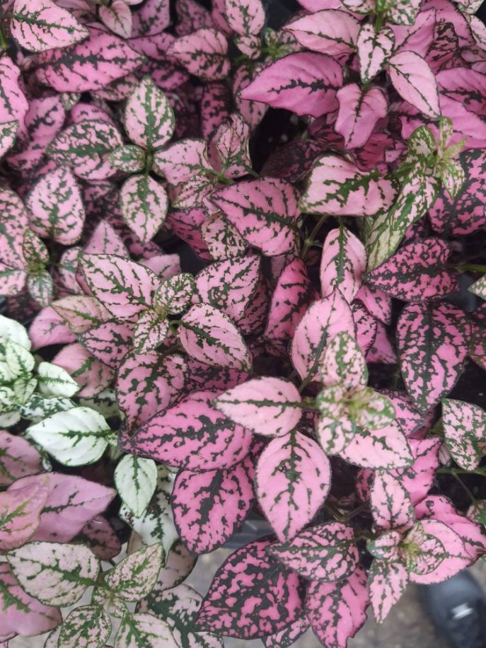 Hypoestes Phyllostachya 'Polka Dot Plant' Terrarium Plant, Fairy Garden Plant