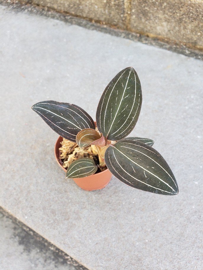 Jewel Orchid Ludisia Discolor House Plant