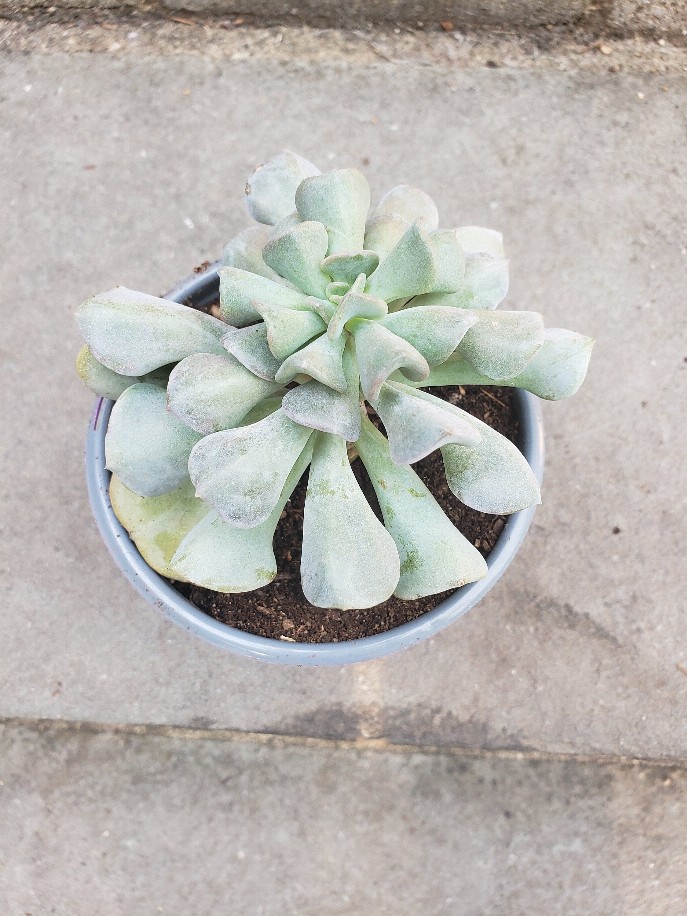 Large Echeveria Cubic Frost Succulent 4 Inch House Plant