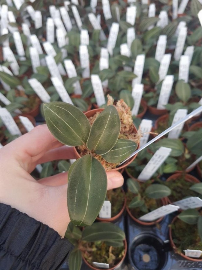 Ludisia Discolor Variegated Nigrescens