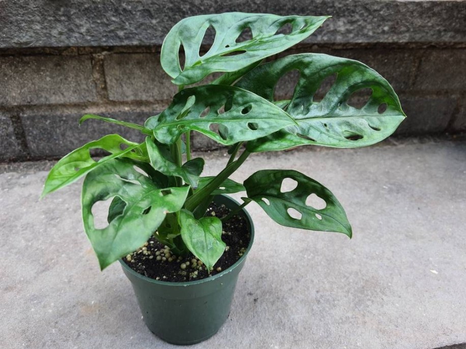 Monstera Adansonii Swiss Cheese Full Plant 4 Inch Pot