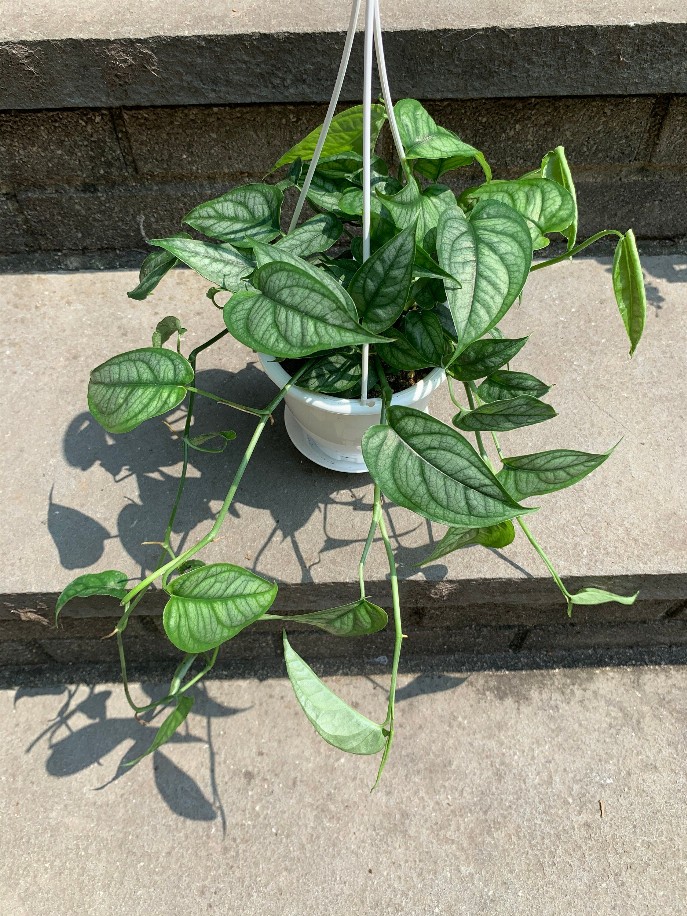 Monstera Siltepecana Hanging Basket Leafy House Variegated Plant