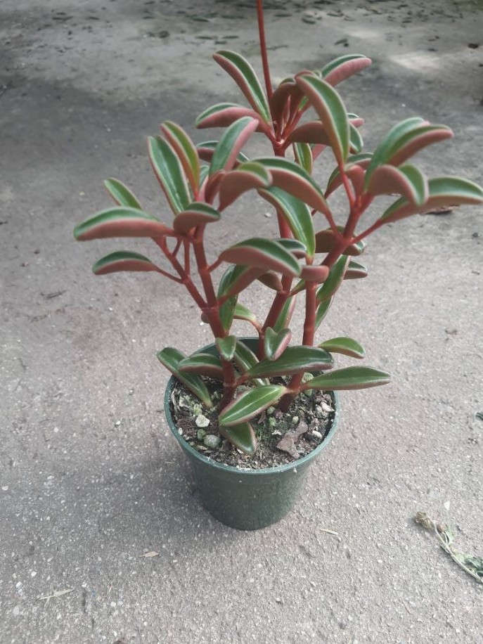 Peperomia Graveolens - Ruby Glow