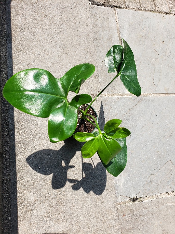 Philodendron Goeldii House Plant Leafy House Plant