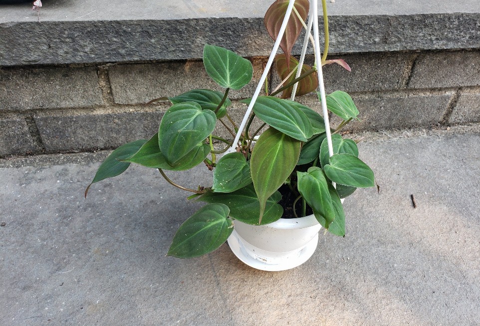 Philodendron Mican Leafy House Hanging Plant
