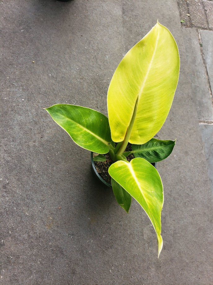 Philodendron Moon Light House Plant