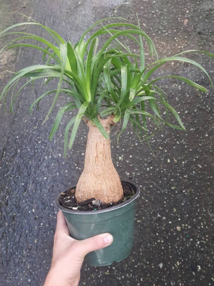 Ponytail Palm Guatemalan Live House Plant