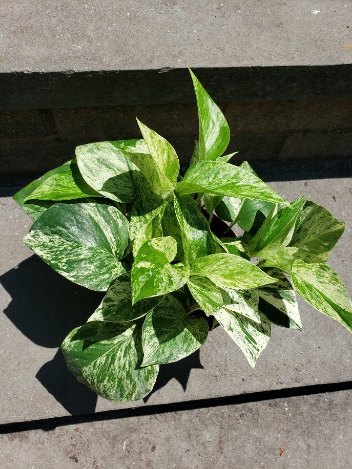 Pothos Marble Queen Pothos House Plant Leafy Variegated