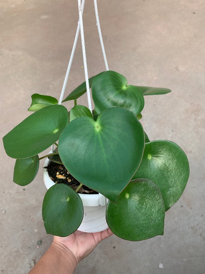 Raindrop Peperomia House Plant Hanging Basket