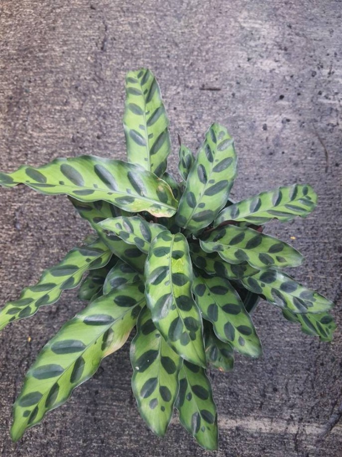 Rattlesnake Plant - Calathea Lancifolia House Plant