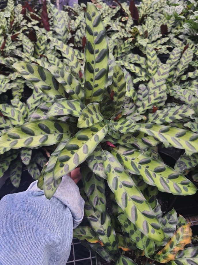 Rattlesnake Plant, Calathea Lancifolia, Live House Plant 6" Planter