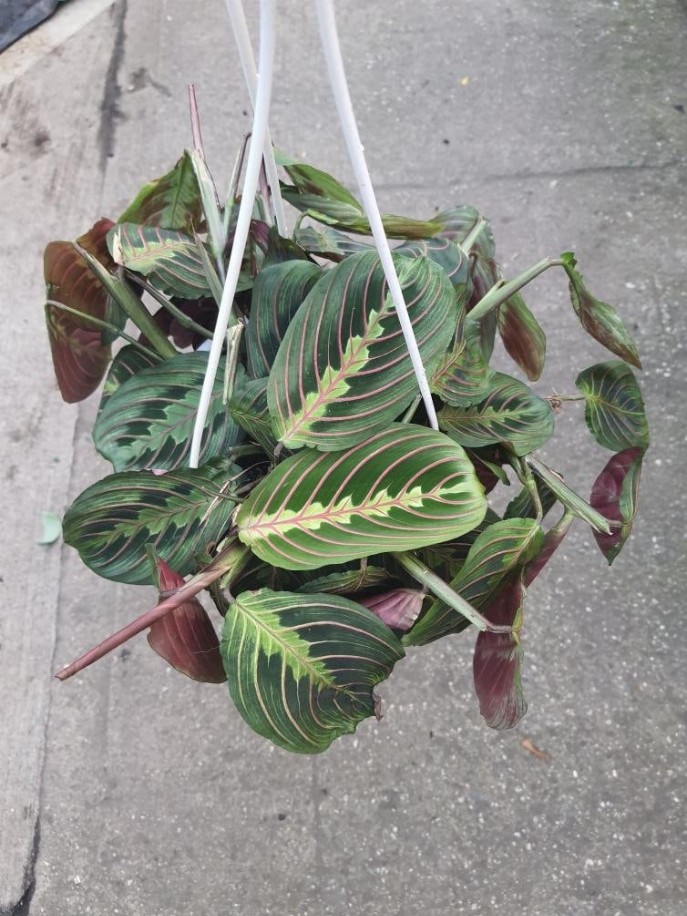 Red Maranta Prayer Plant