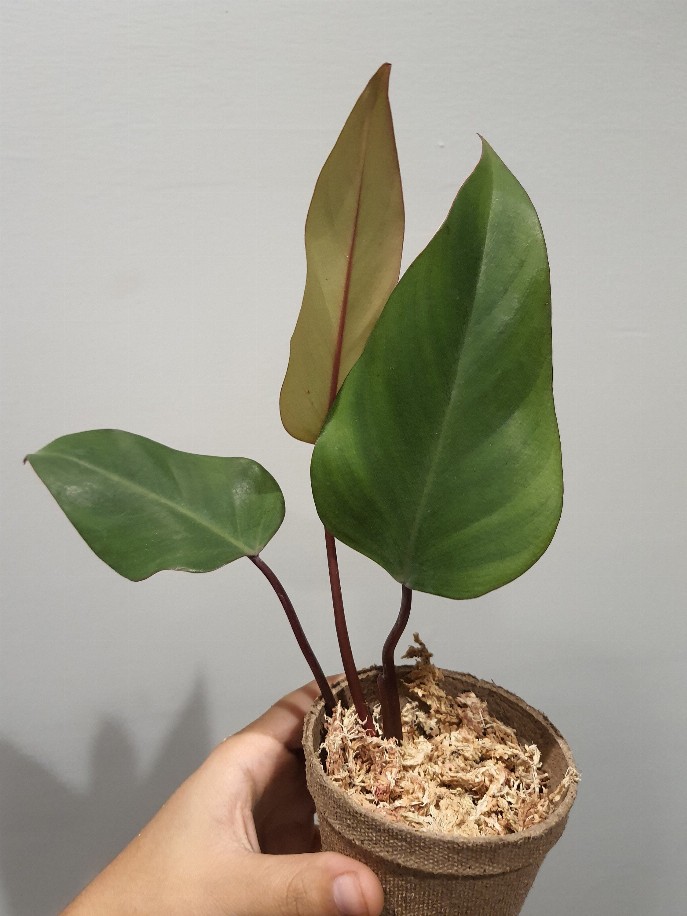 Reverted Strawberry Shake Philodendron