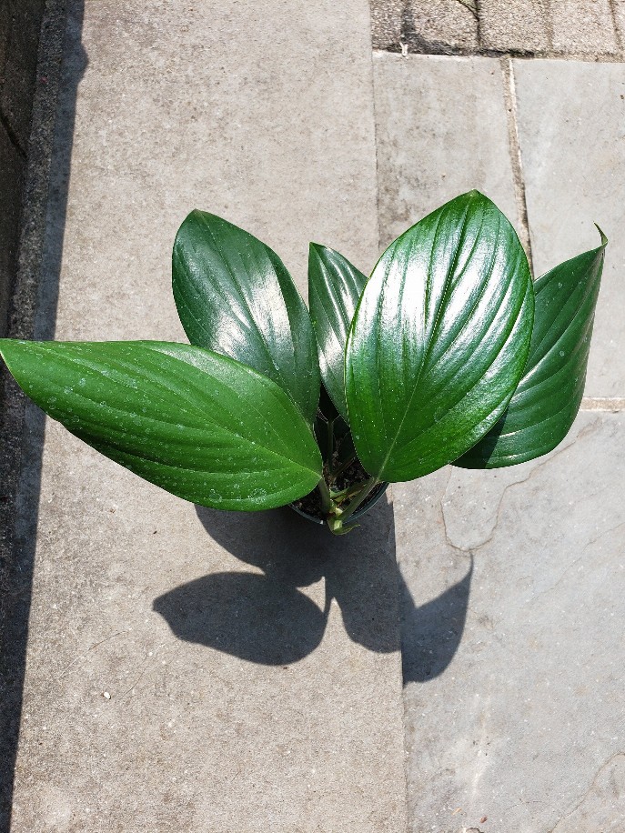 Rhaphidophora Decursiva House Plant Leafy Plant