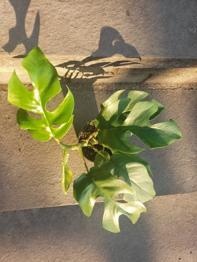 Rhaphidophora Tetrasperma Plant Leafy House Plant