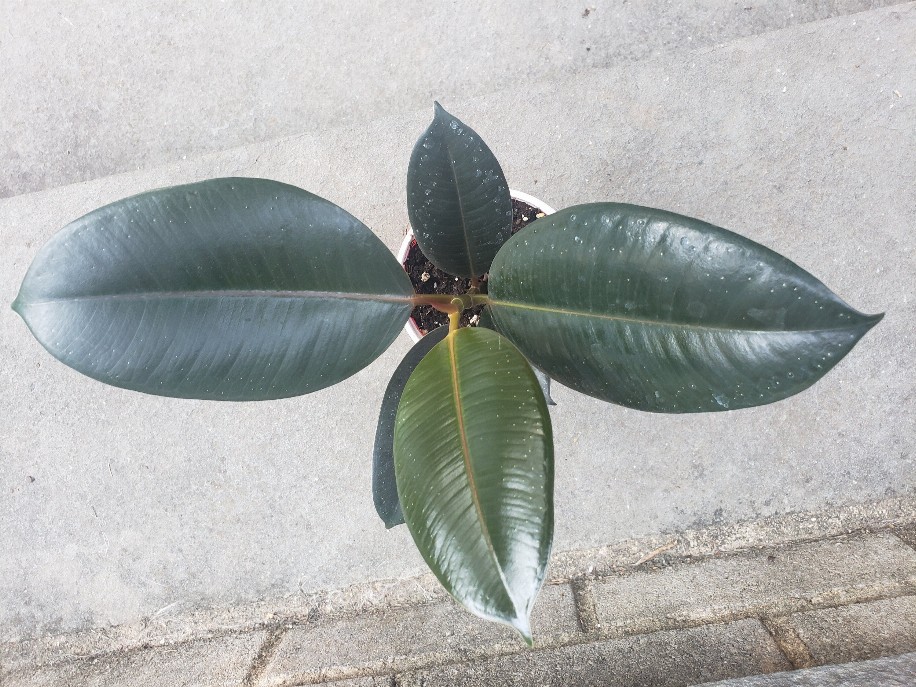 Rubber Ficus House Plant Ficus Elastica Burgundy