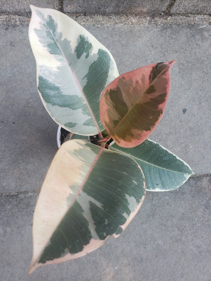 Rubber Ficus Tineke Variegated Plant Leafy House Plant