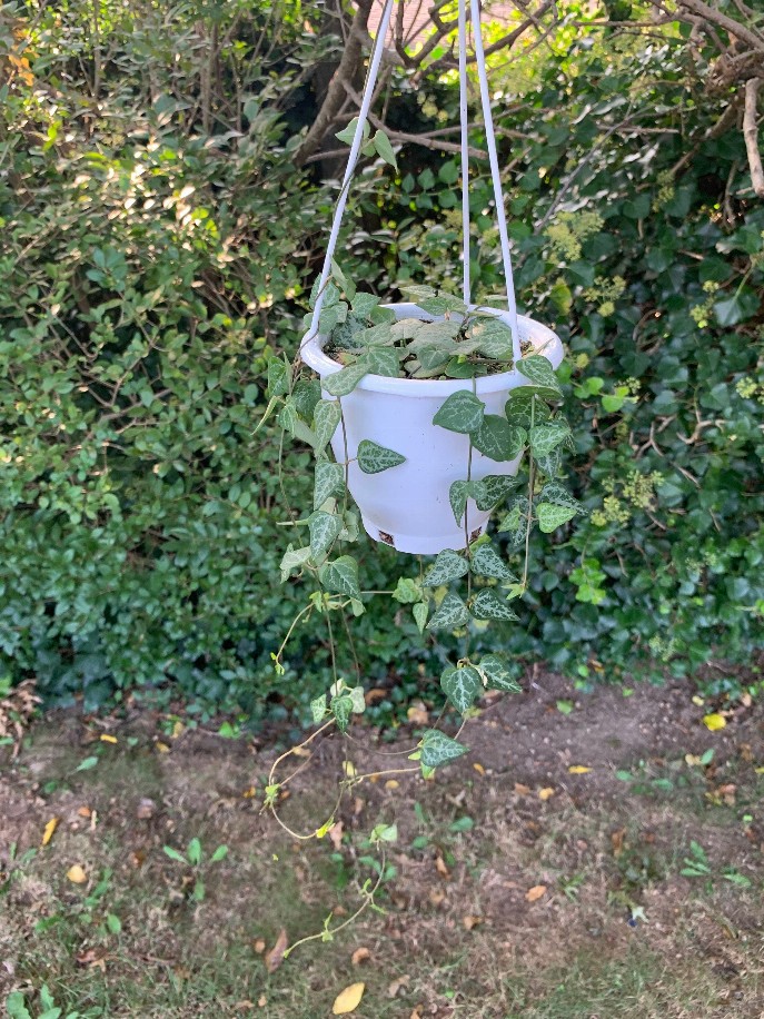 String Of Arrows Hanging Basket House Plant