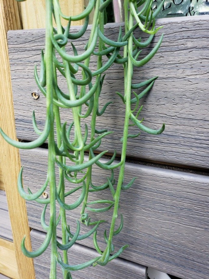 String Of Fish Hooks Cuttings