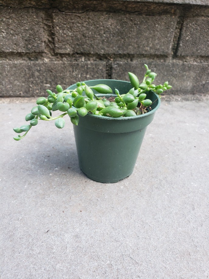 String Of Tears String Of Beads Succulent House Plant