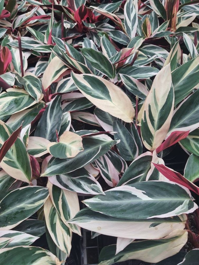 Stromanthe Triostar, Tricolor, Prayer Plant, Pink Calathea Live Plant