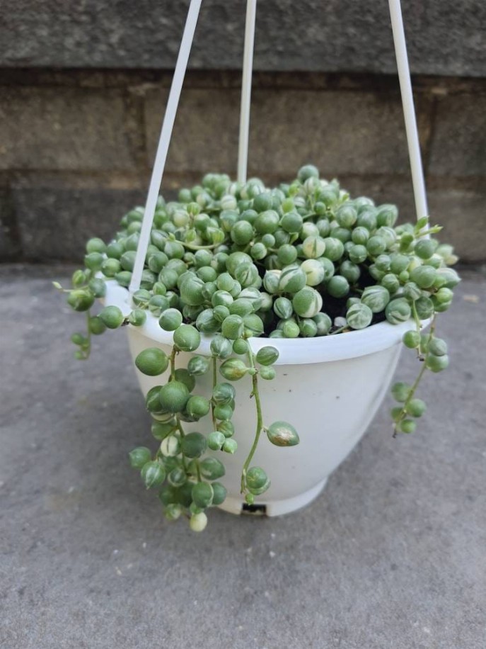 Variegated String Of Pearls Vsop 4.5 Inch Pot Hanging Basket