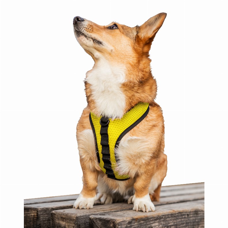 K9 Sport Harness - Medium (15-17" Neck 15-21" Chest) Buttercup Yellow