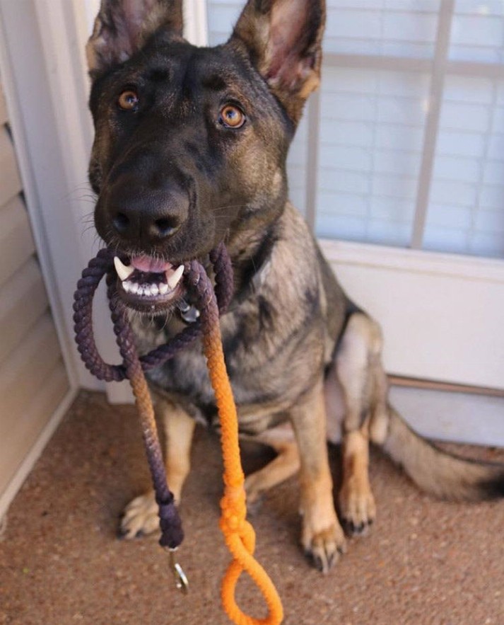 Rope Dog Leash - 5 ft Black and Orange Ombre