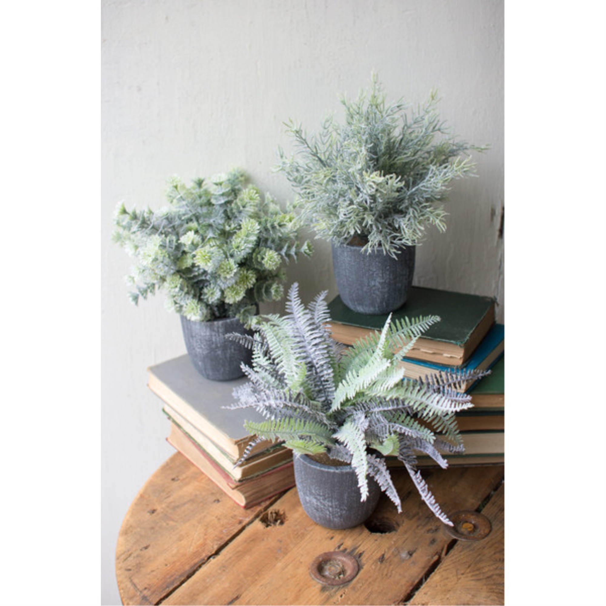 Set Of Three Ferns With Round Grey Pots