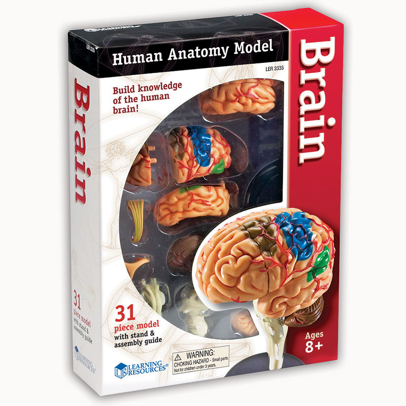 Brain Anatomy Model, 31 Pieces