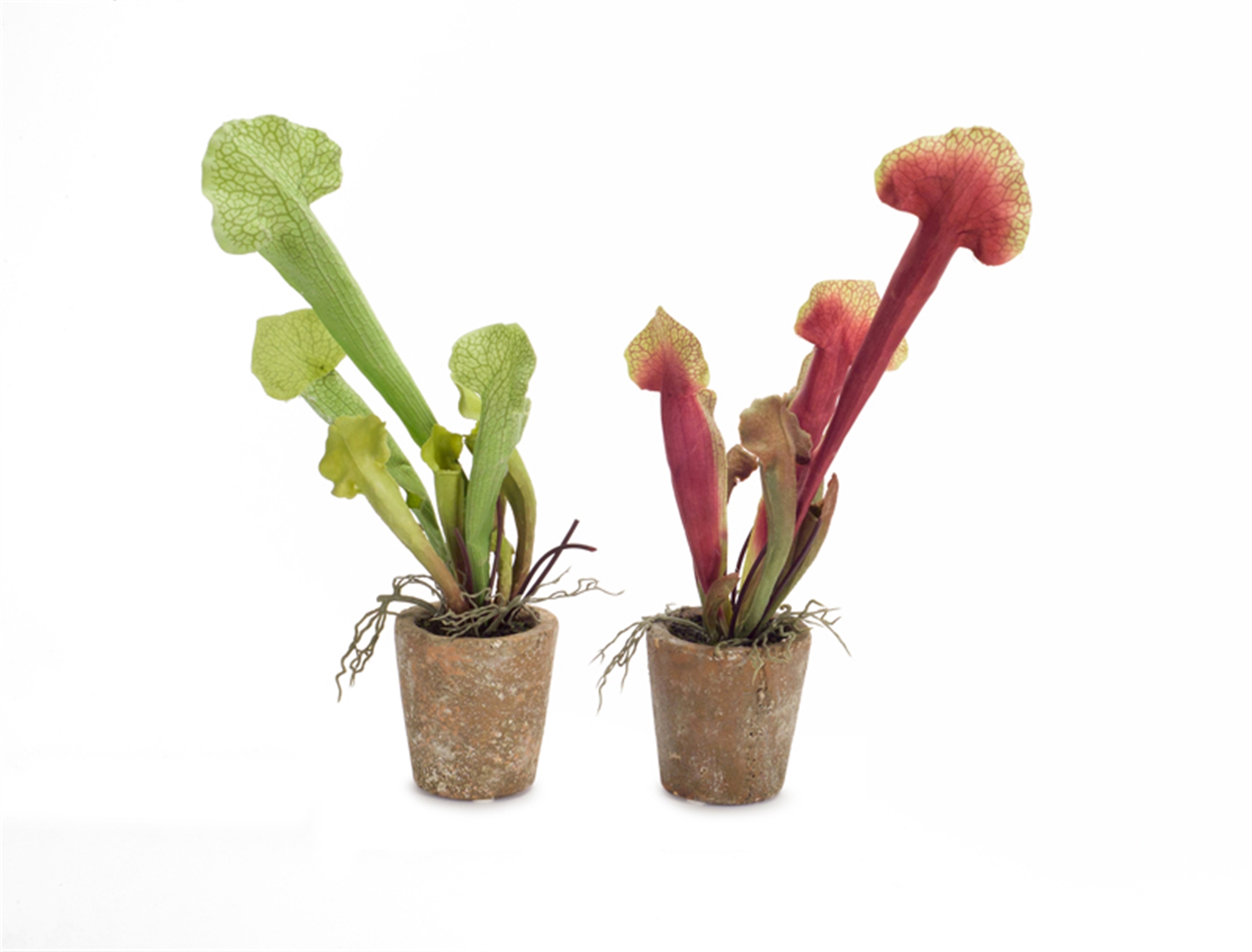 Potted Cobra Lily (Set of 6) 13"H Polyester/Plastic/Terracotta