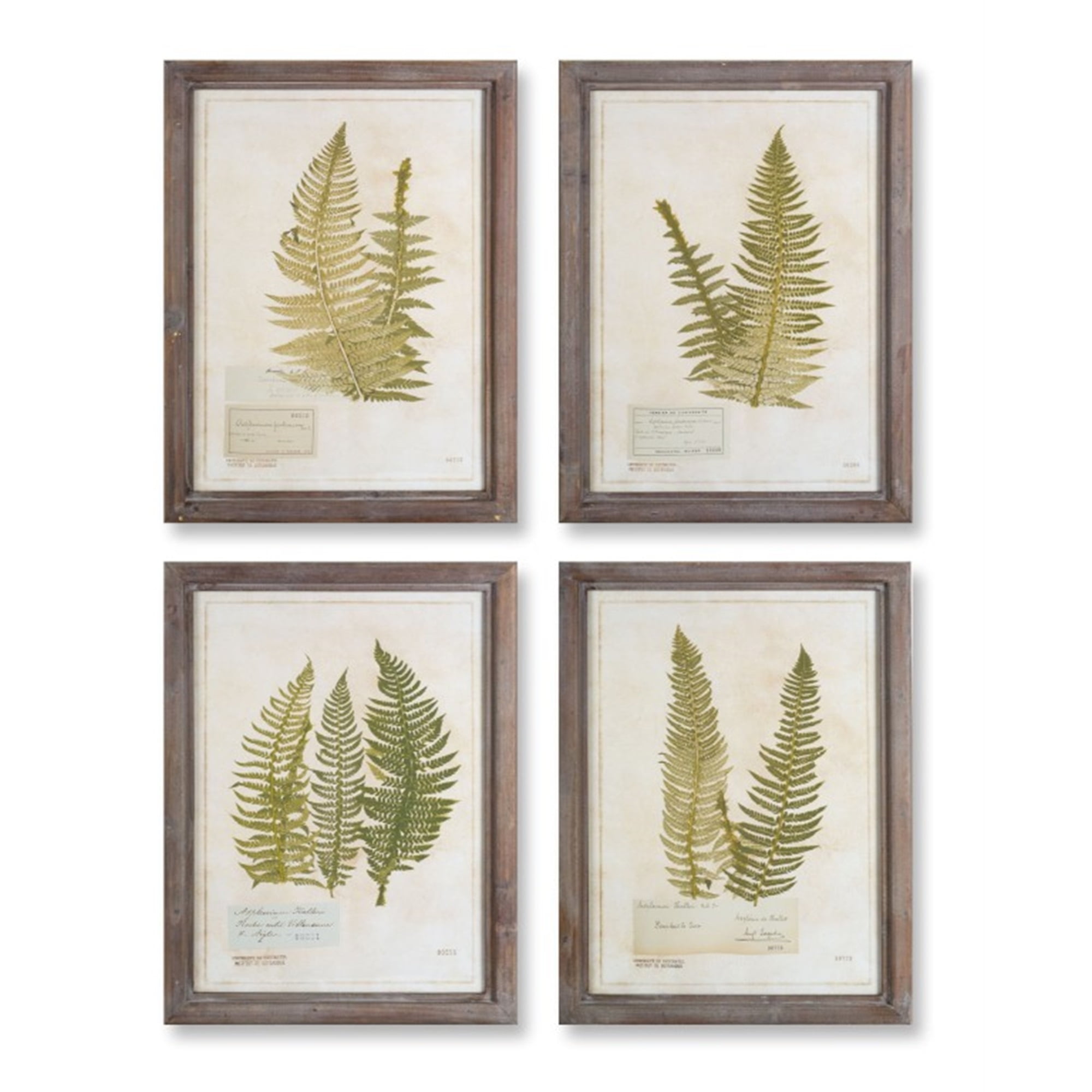 Framed Fern Print (Set of 4) 17.75" x 23.5"H Wood/Glass