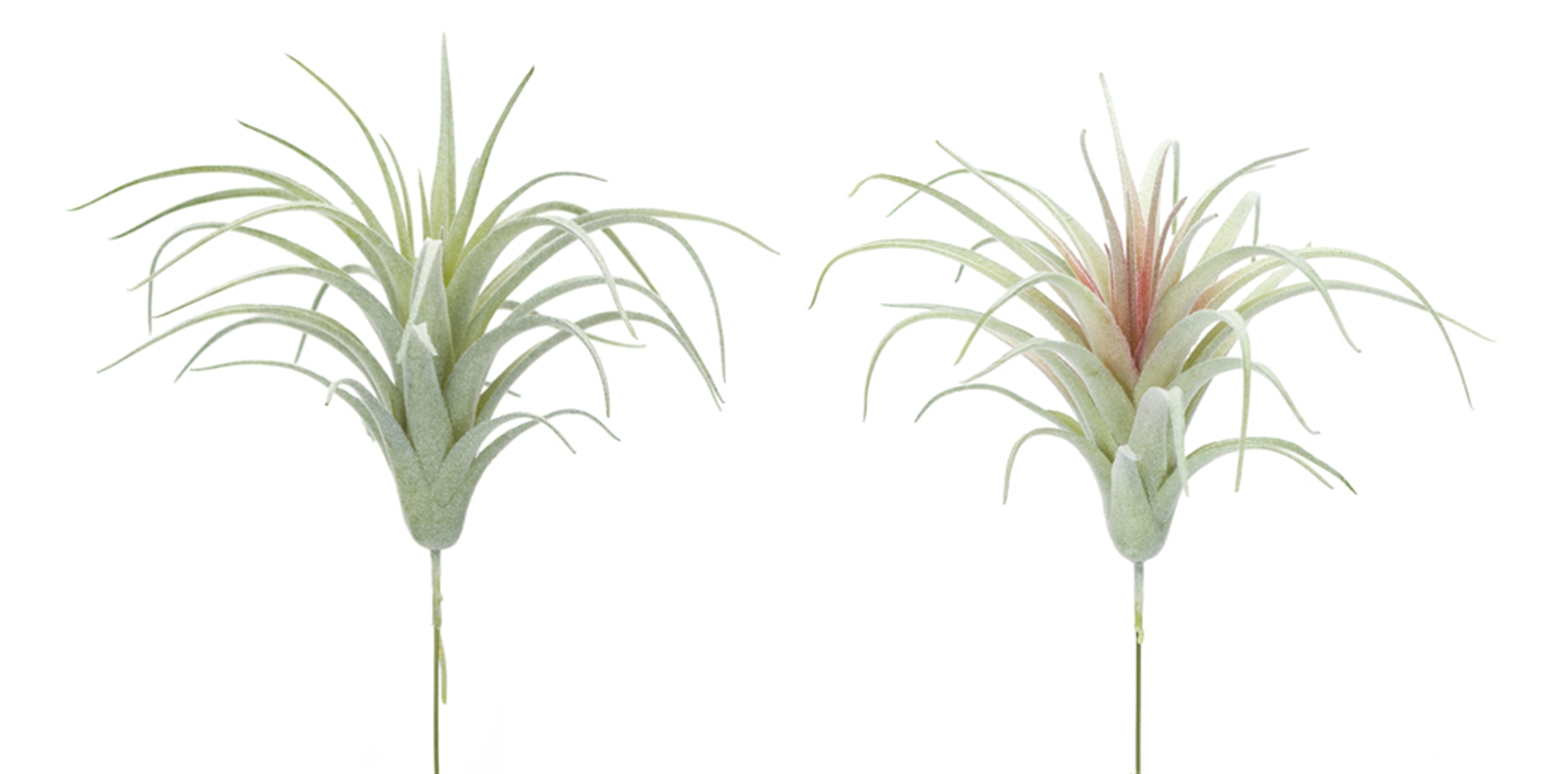 Air Plant (Set of 24) 7"H PVC